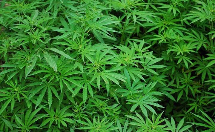 marihuana / autor: pixabay