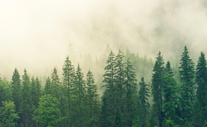 Środowisko naturalne / autor: Pixabay