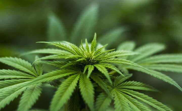 marihuana / autor: pixabay