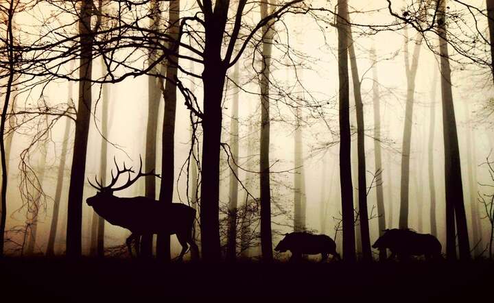 fot. Pixabay / autor: fot. Pixabay