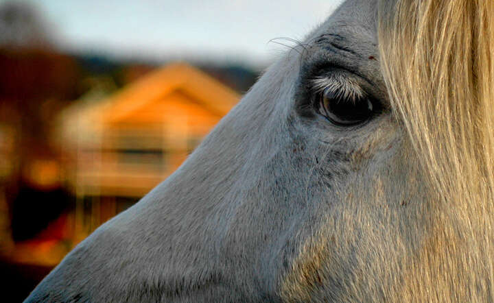 Fot. Freeimages/Oskar Mellemsether