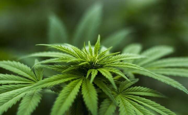Marihuana / autor: Pixabay.com