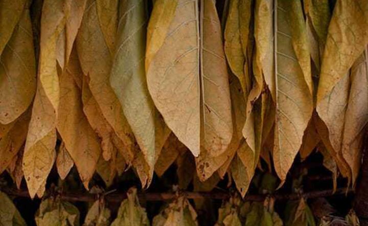 Tobbaco leaves / autor: PMI