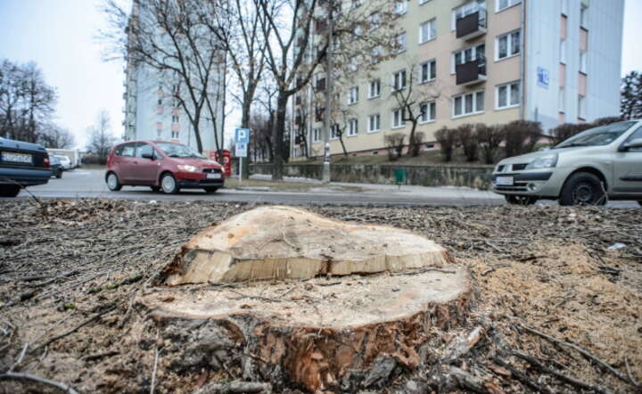 Wycięte drzewa przy ul. Kalinowszczyzna w Lublinie, W miejscu gdzie rosły 42 drzewa powstanie parking na 52 samochody, fot. PAP/Wojciech Pacewicz