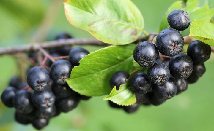Aronia / autor: Pixabay