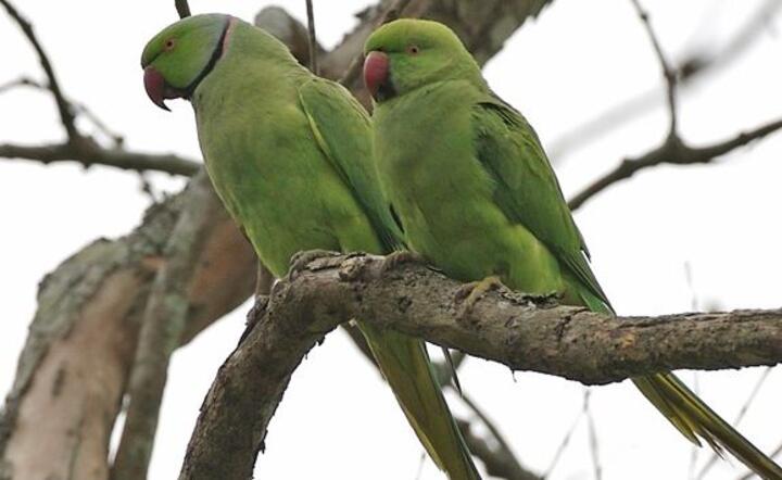 Fot. Wikipedia/Lip Kee Yap - originally posted to Flickr as Rose-ringed Parakeet (Psittacula krameri)