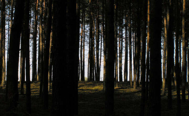 autor: www.sxc.hu