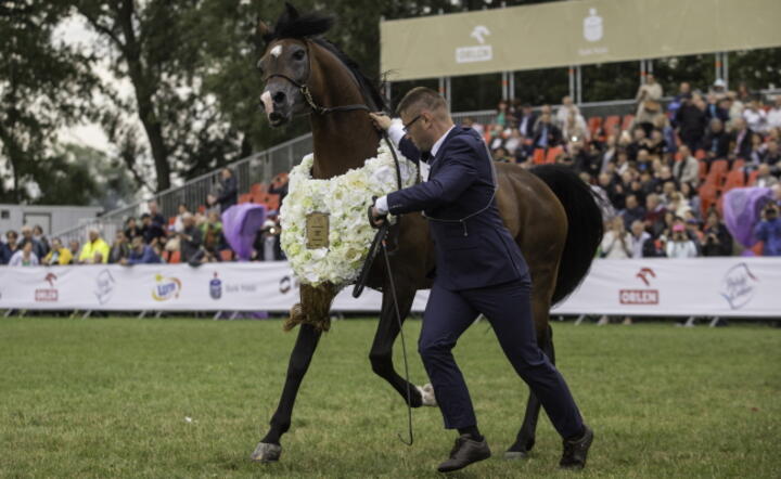 Aukcja Pride of Poland w ramach Święta Konia Arabskiego w stadninie w Janowie Podlaskim, fot. PAP/Wojciech Jargiło (4)