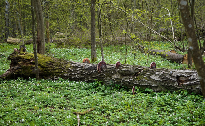Puszcza / autor: pixabay.com/pl