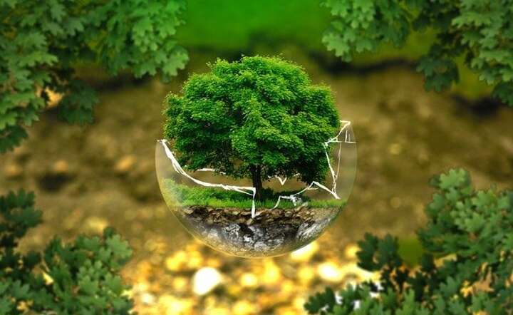 Ekologia / autor: Pixabay