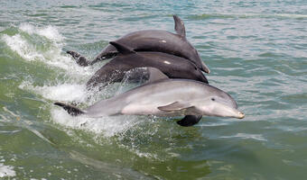 Resort środowiska przeciw wyzyskowi... delfinów