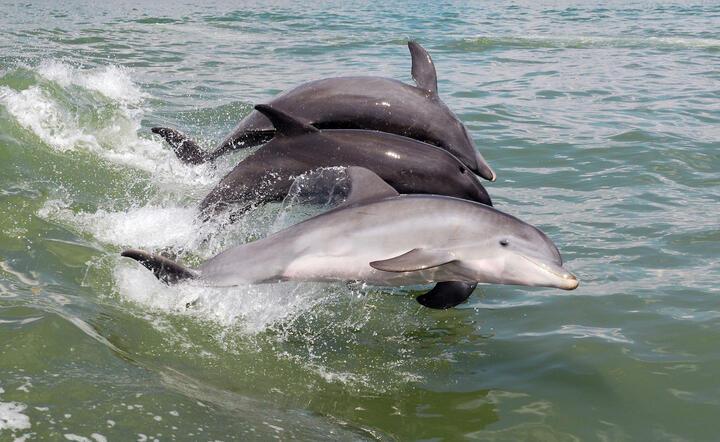 Delfiny w swoim naturalnym środowisku fot. freeimages.com