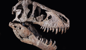 Za czaszkę tyranozaura tylko … 6,1 mln dolarów