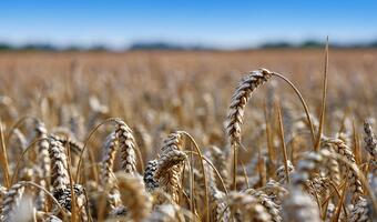 Ceny zbóż nieznacznie wrosną do czerwca