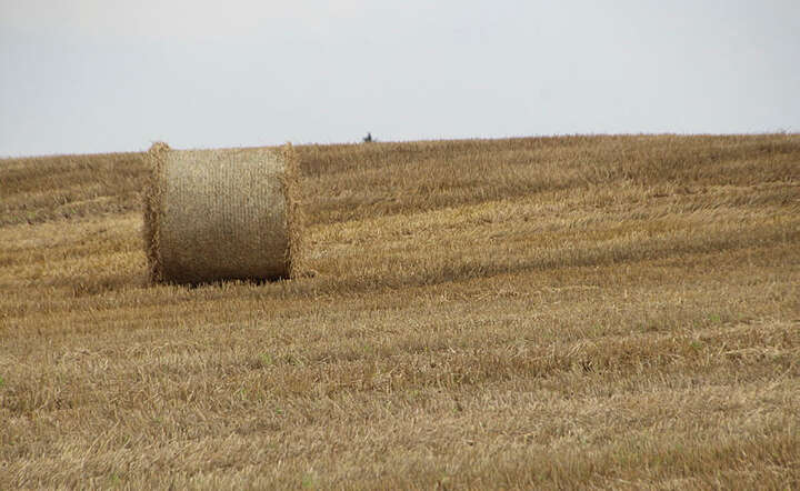 Pole / autor: Fratria