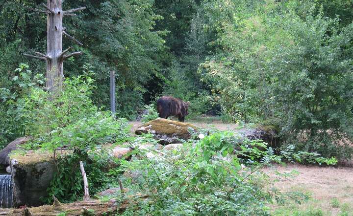 Niedźwiedzie coraz śmielej wychodzą z lasu / autor: Fot. Pixabay