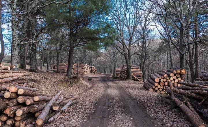 Ile drewna trafi z lasów do przedsiębiorstw?