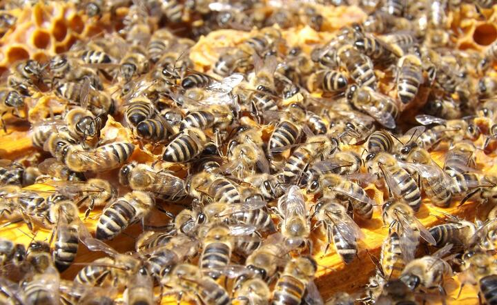 Opryskał rzepak zakazanym środkiem, wytruł 7,5 miliona pszczół