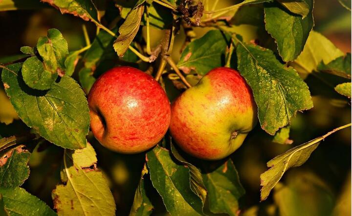 Wiemy ile państwo zapłaci za jabłka sadownikom