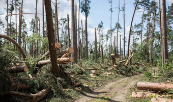 Lasy Państwowe wprowadzą w środę tzw. stan siły wyższej po zniszczeniach lasów na skutek nawałnic