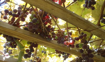 Włochy: Tajemnicza plaga kradzieży winorośli