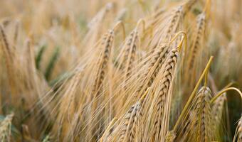 Hossa na rynku zbóż zwiększa obawy przed inflacją