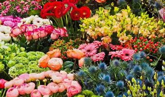 Producenci kwiatów alarmują o katastrofie