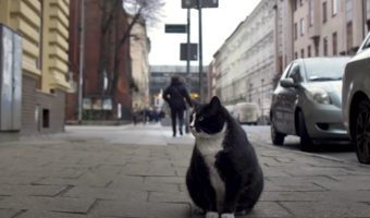 Ten kot to żywa atrakcja w polskim mieście