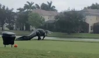 Przerażające monstrum na polu golfowym [video]