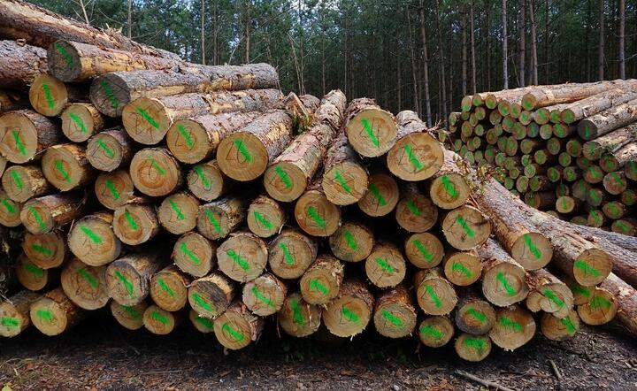 Nowy rząd chce wyłączyć 20 proc. polskich lasów z działalności gospodarczej / autor: Fratria / MK