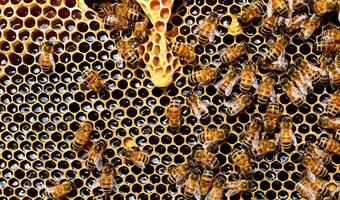 Pszczoły także bardzo pracowite