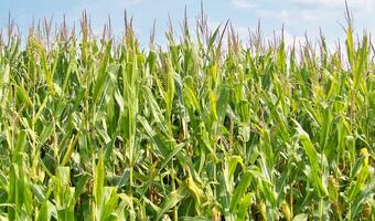 Mniejsze od oczekiwań zapasy kukurydzy i soi w USA