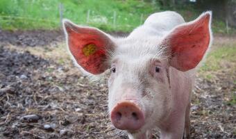 Wykryto 15. w kraju ognisko wirusa ASF u świń
