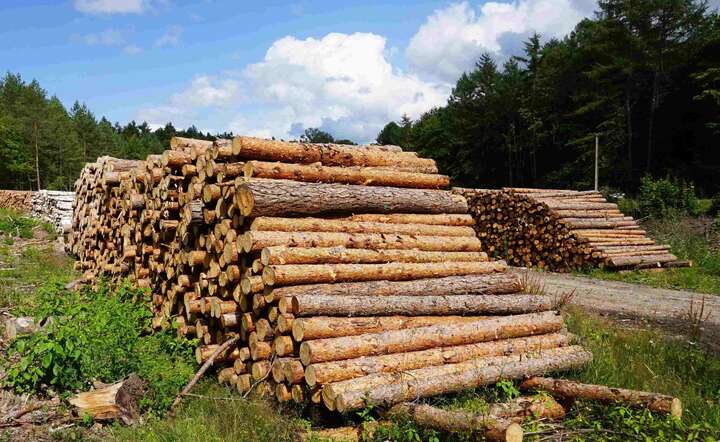 Większość pozyskiwanego przez LP drewna przeznaczana jest dla przedsiębiorców / autor: Fot. Michał Karnowski/Fratria