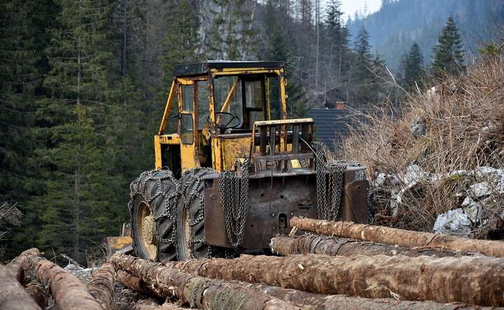 Ograniczenie pozyskania drewna z lasów weszło w życie bez zapowiedzi / autor: Pixabay