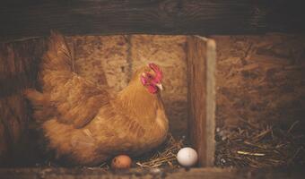 Polska korzysta na aferze ze skażonymi jajami