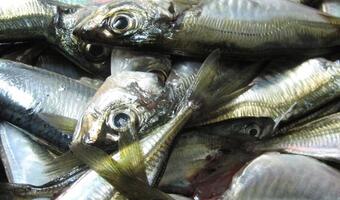 WP: Czy grozi nam choroba szalonych ryb? Wszystko zależy od kanibalizmu