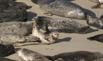 Polujący na foki rezygnują - przyczyną brak rynków zbytu