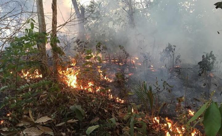 Pożar w Amazonii / autor: PAP/EPA/Porto Velho Firefighters HANDOUT