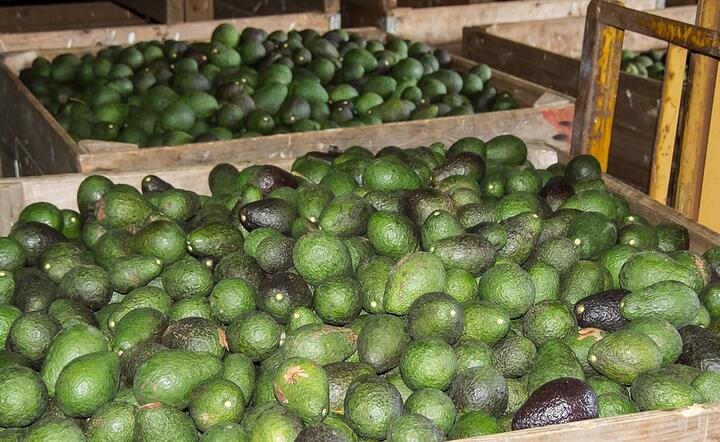 Awokado przywożone jest do Polski głównie z Izraela, RPA i Hiszpanii. Zielone owoce dostarczają nam też w dużych ilościach Peru, Chile czy Kenia, fot. Pixabay