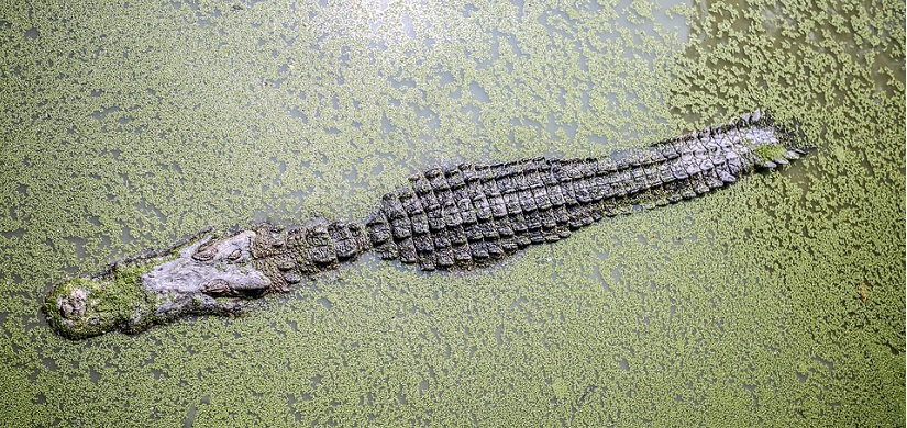 Przeżył spokojnie 90 lat... w czasie wycieczki uśmierciły go krokodyle