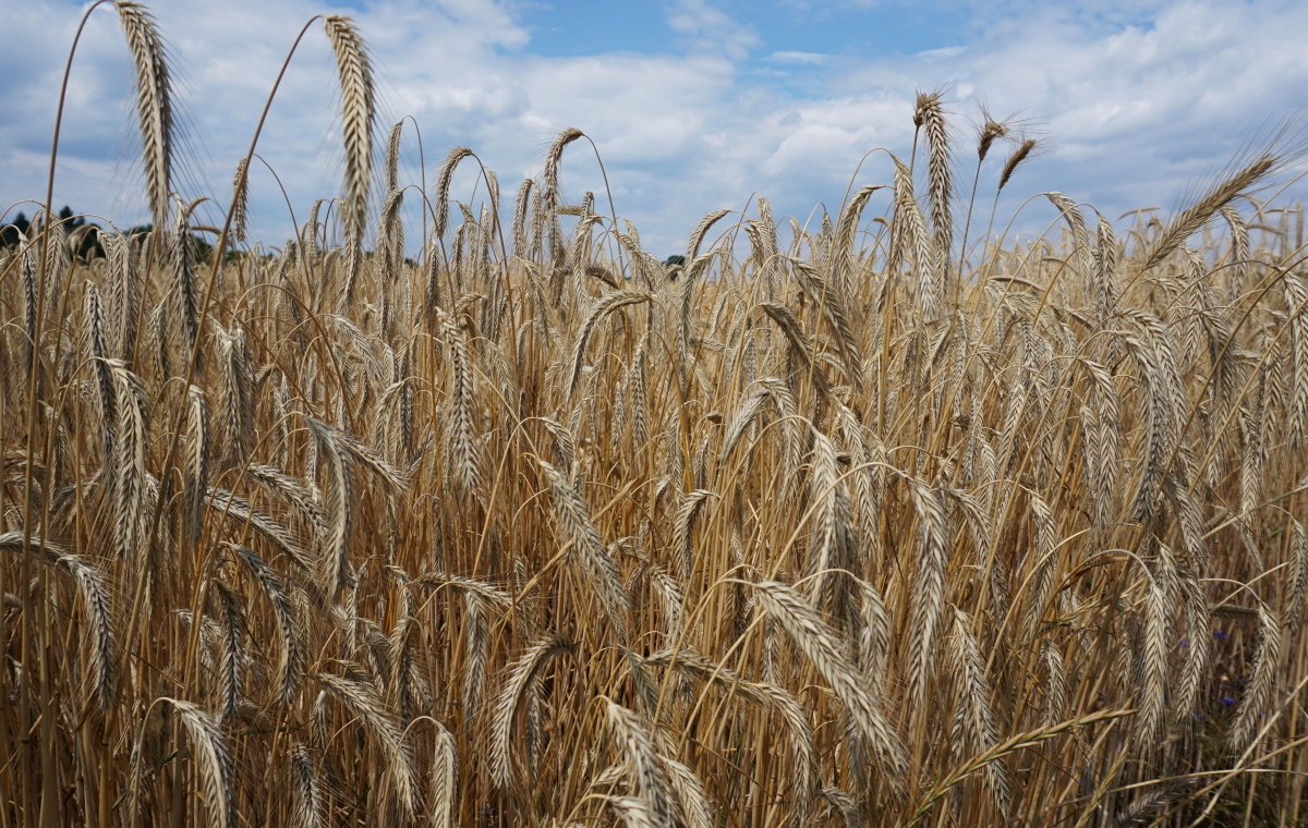 Scrisoare comună a miniștrilor agriculturii din UE privind cerealele ucrainene