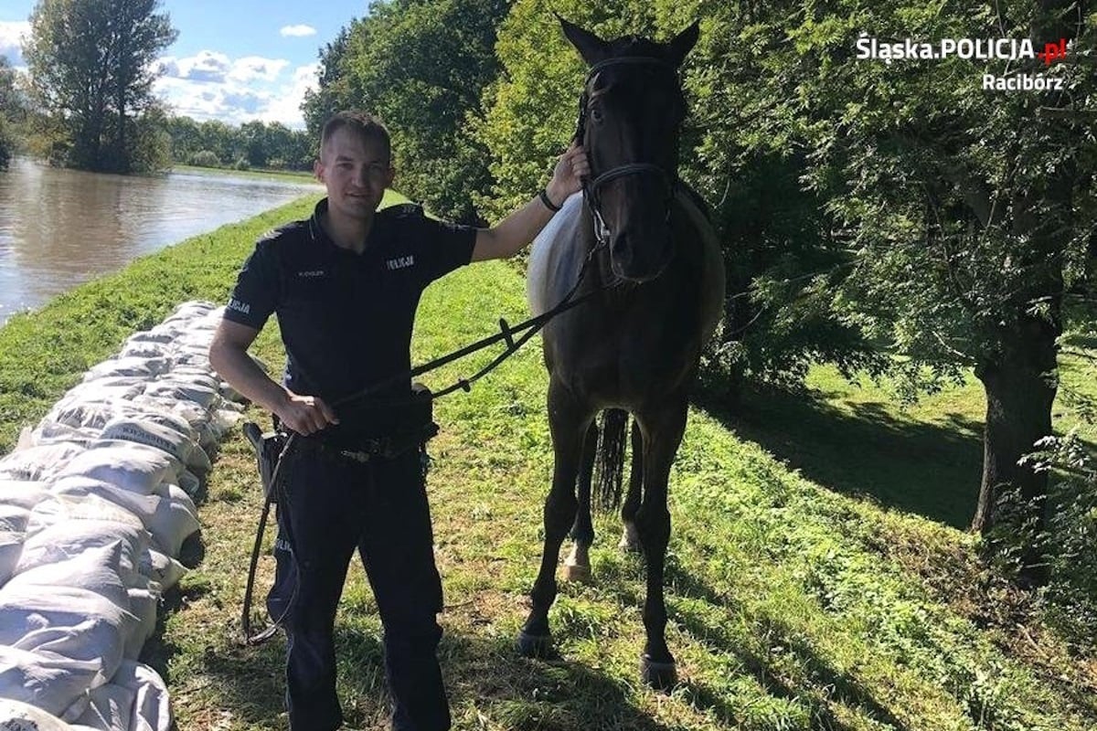 Policie koně zachránila. Zvíře plavalo s řekou Odrou