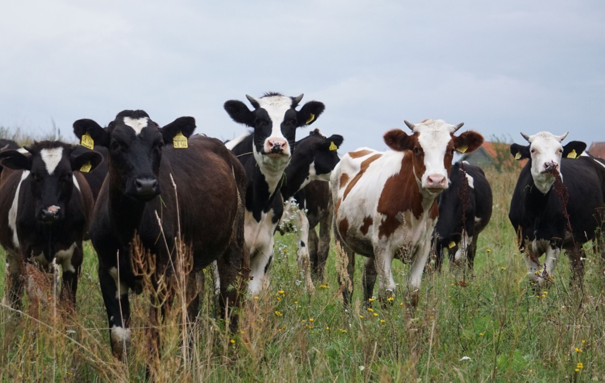 Słowacki rząd przekazał 10 mln euro na walkę z pryszczycą!