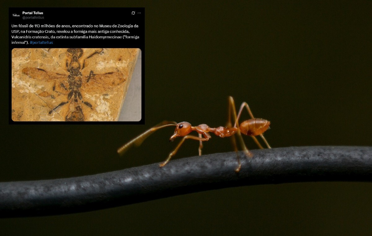 Naukowcy odkryli piekielną mrówkę sprzed 113 mln lat!