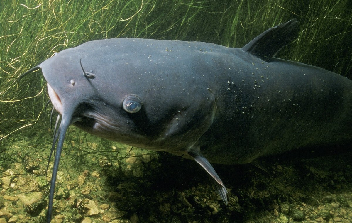 Złowił ponad 100-kg suma! "Stawiał opór przez 30 minut"