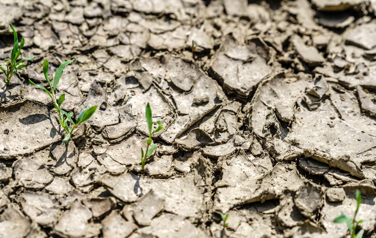 wiadomości,aktualności,wPolityce.pl Potężna susza zagraża węgierskim rolnikom