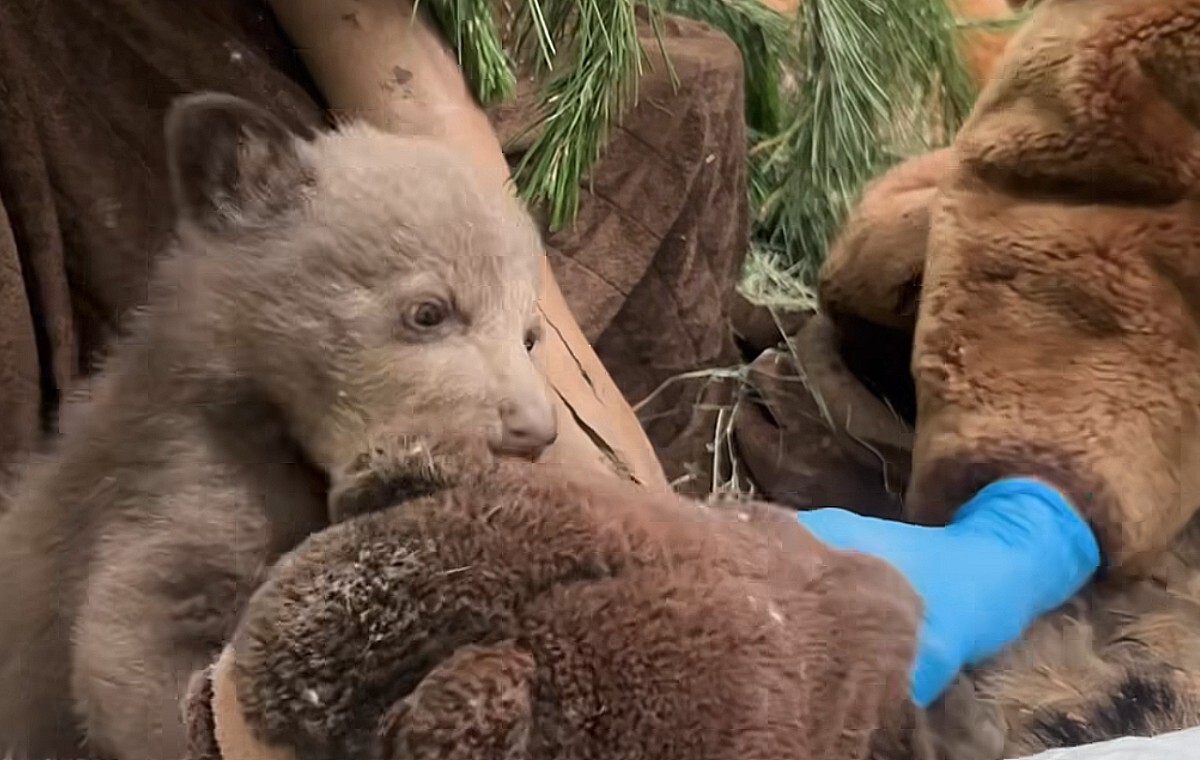 Przebierają się za niedźwiedzie, by zająć się niedźwiadkiem!