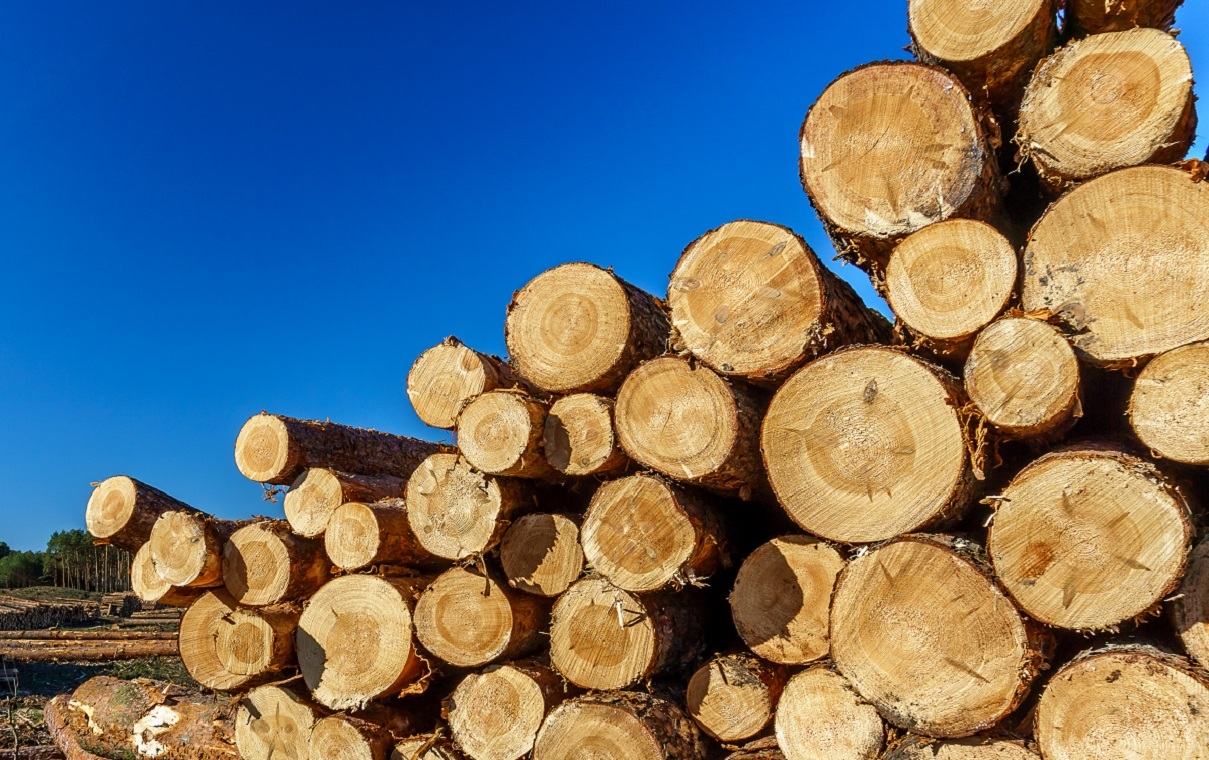 Brytyjczycy kupują białoruskie i rosyjskie drewno.A sankcje?