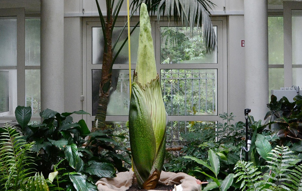 W Warszawie zakwitnie najbardziej śmierdzący kwiat świata!